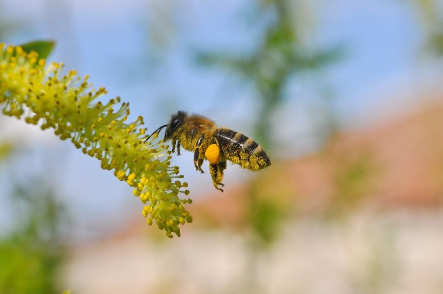 Imagem de uma abelha coletando pólen de uma flor. 