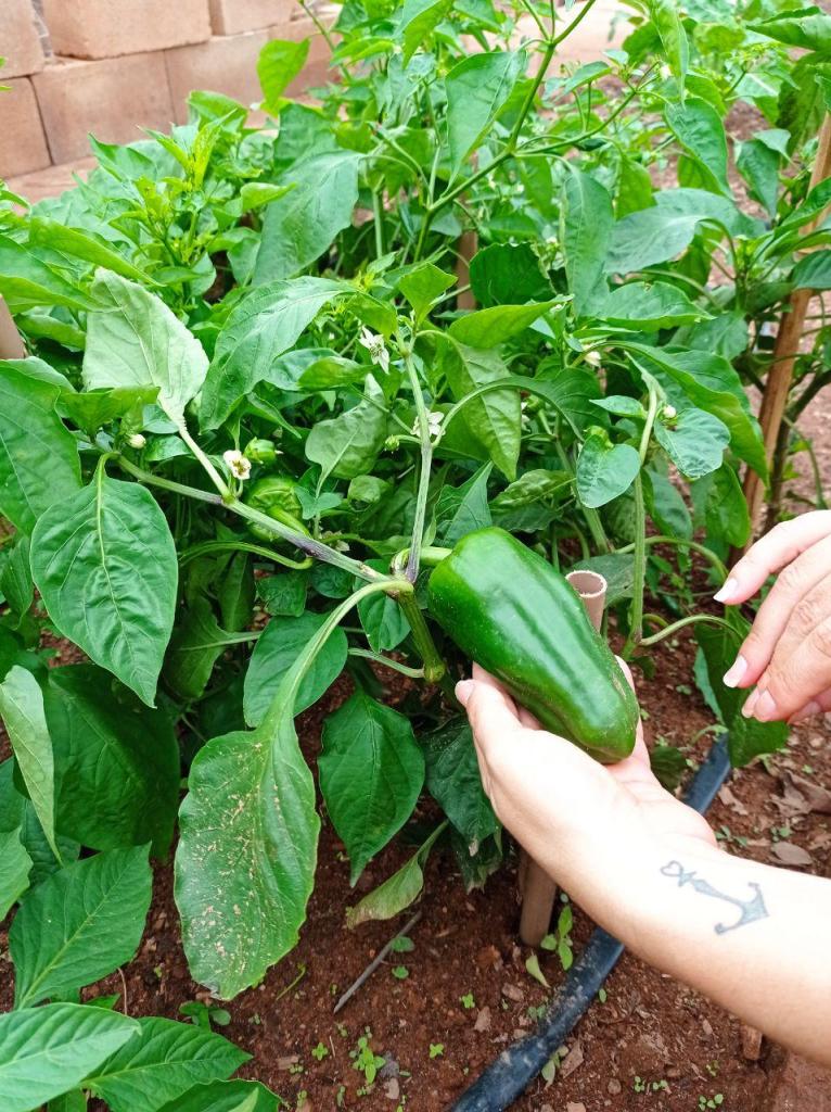 Pessoa mostrando pimentão verde diretamente do pé. 